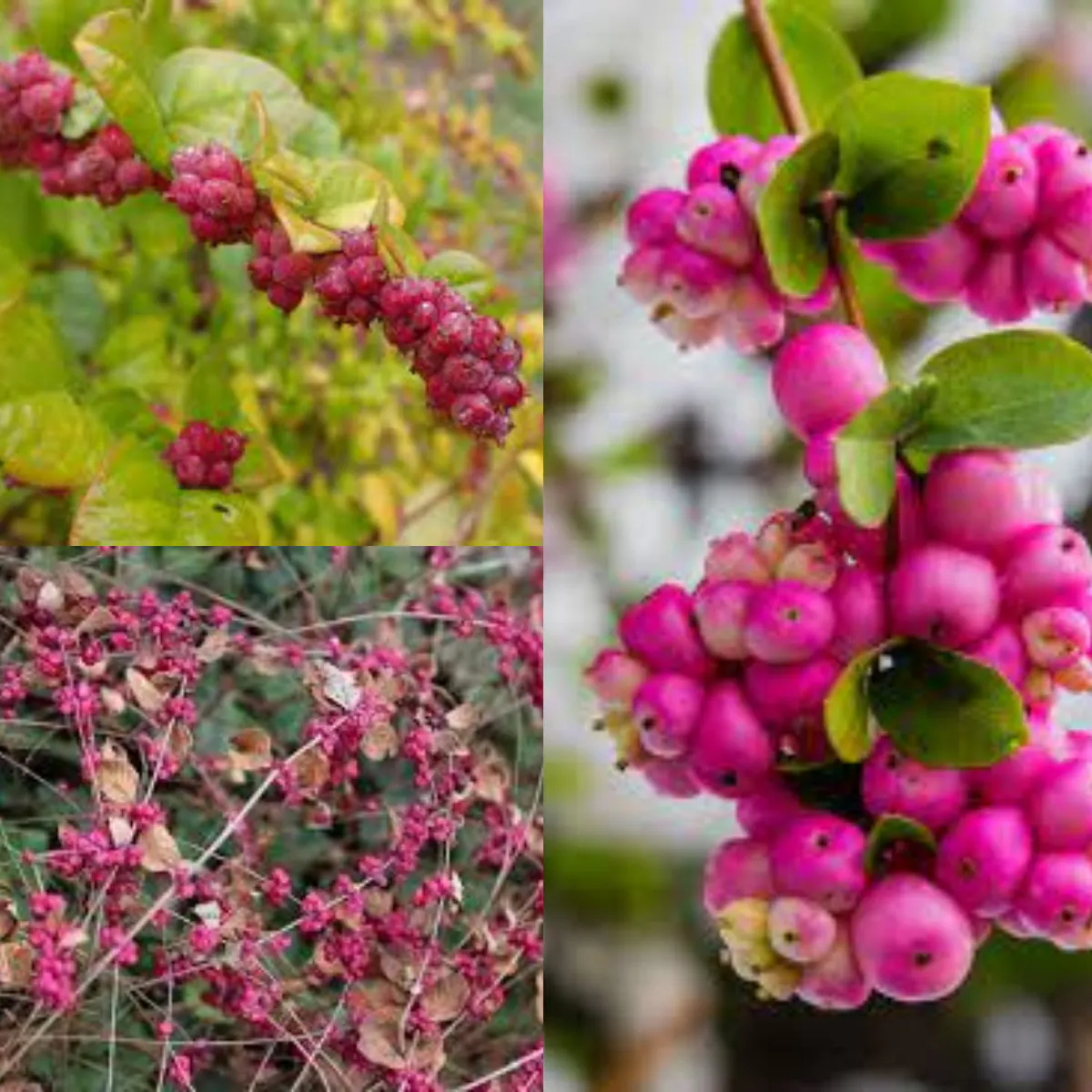 Coralberry Shrub Seeds - Image 4