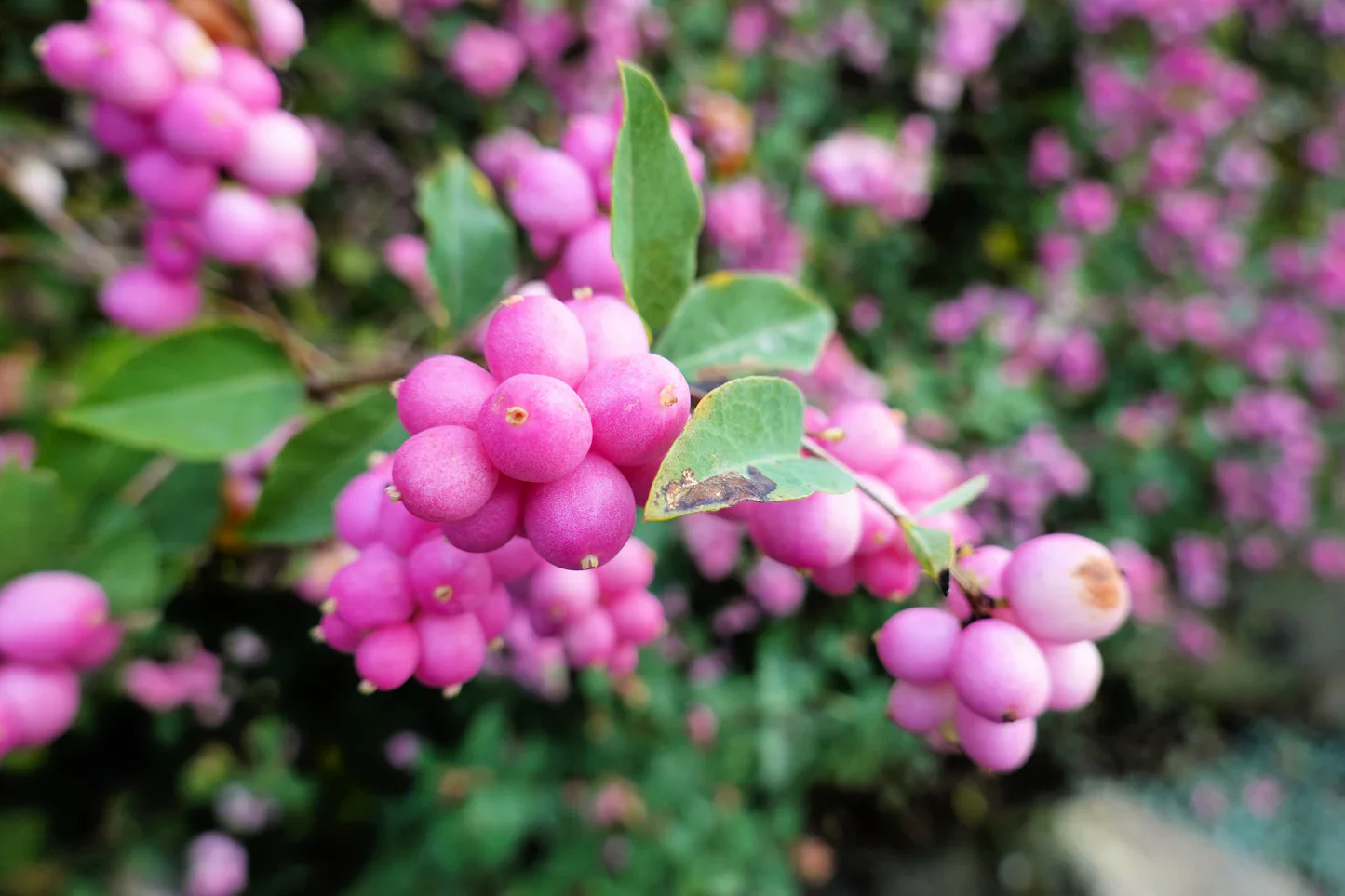 Coralberry Shrub Seeds - Image 5