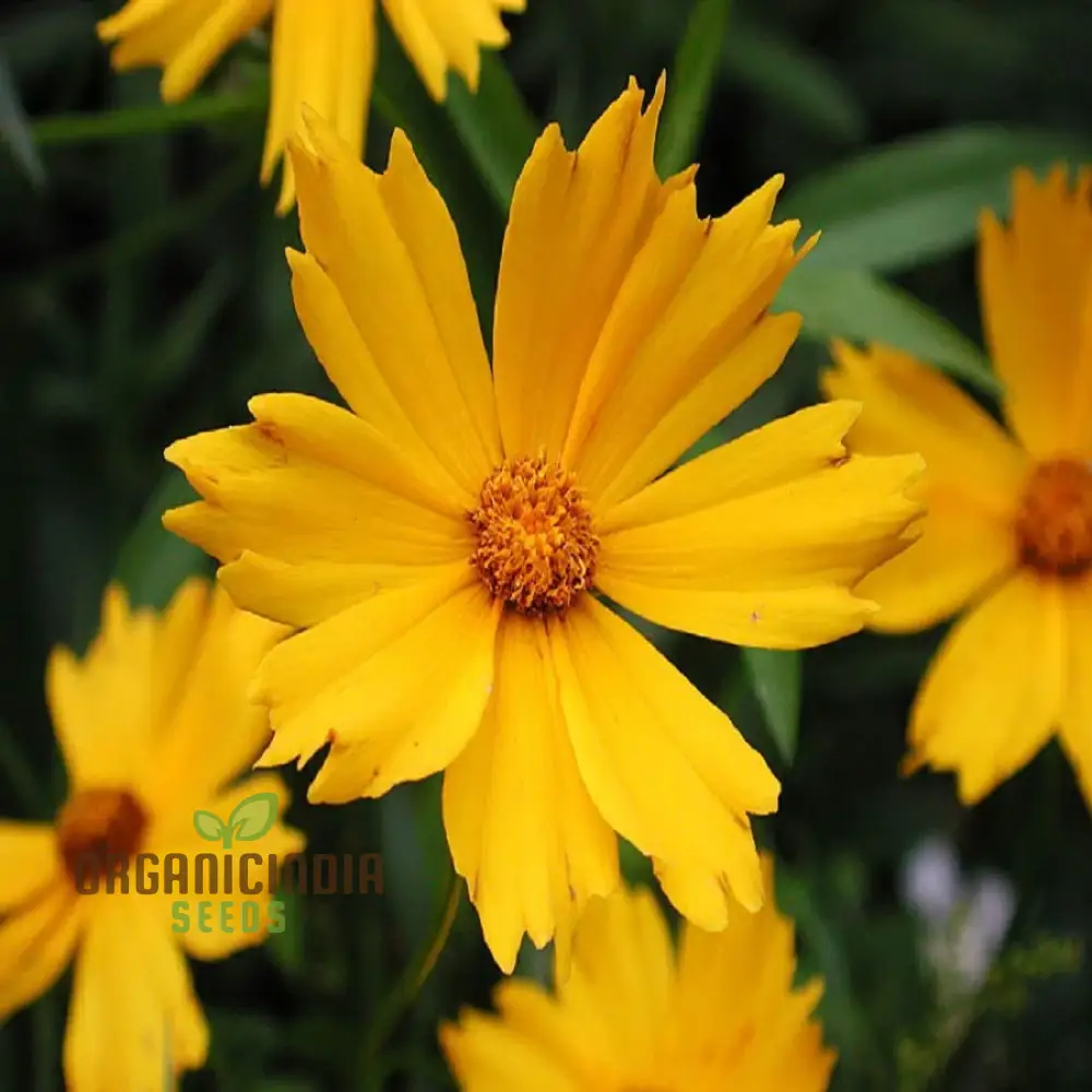 Coreopsis Lanceolata Dwarf Seeds for Planting