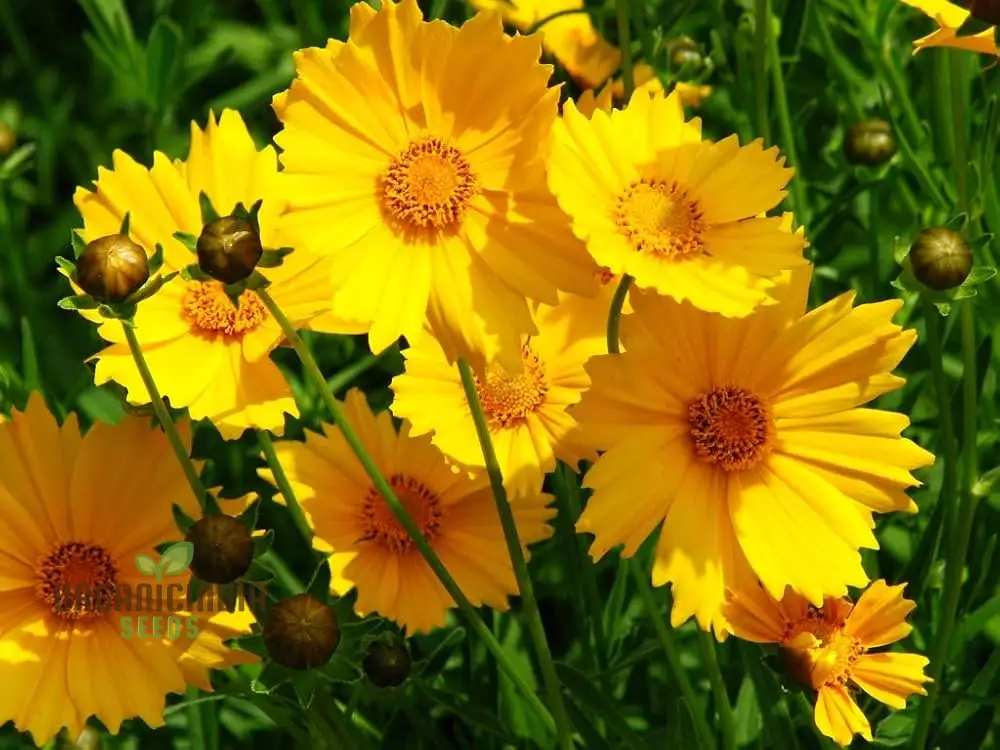 Coreopsis Lanceolata Dwarf Seeds for Planting - Image 3