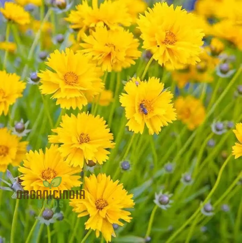Coreopsis Lanceolata Dwarf Seeds for Planting - Image 4