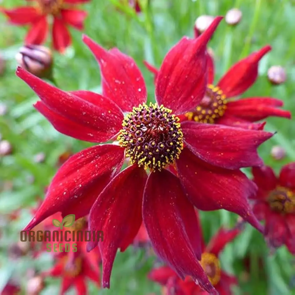 Coreopsis Red Flower Seeds for Planting, A Complete Guide to Growing Vibrant Red Coreopsis Blooms