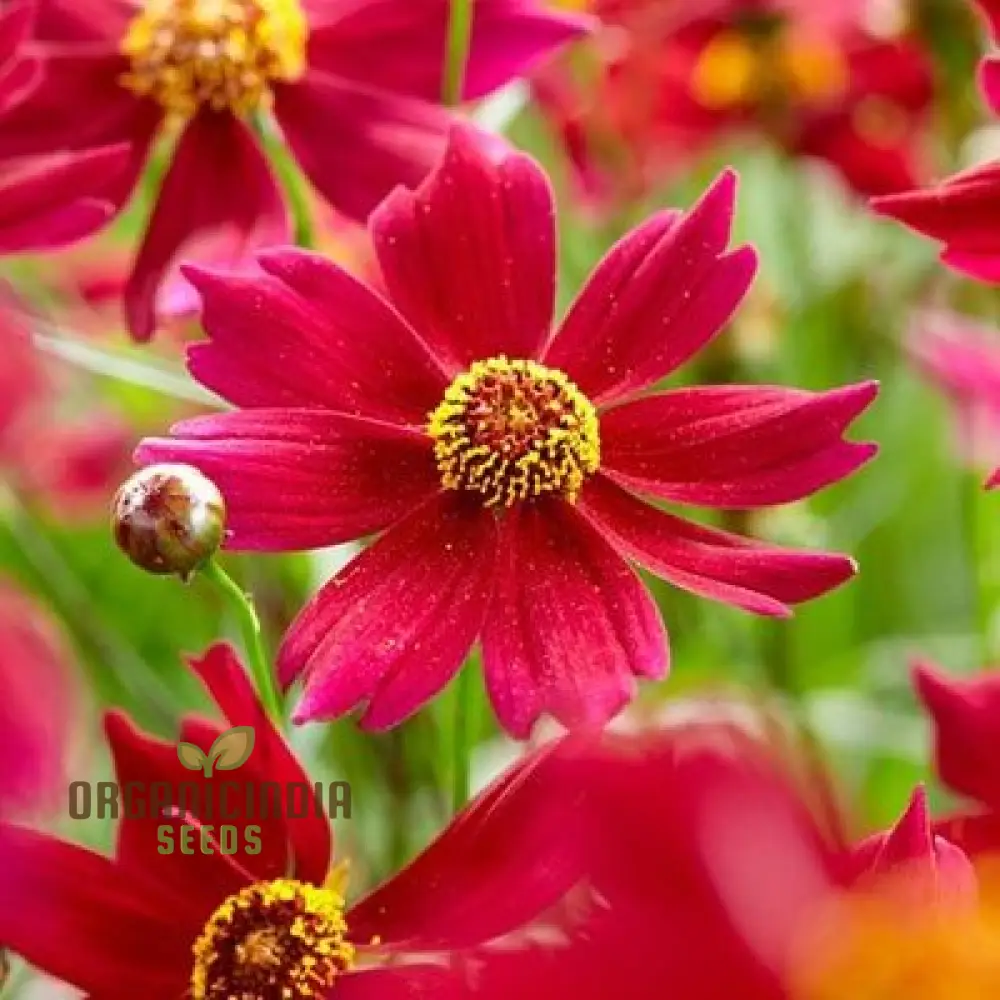 Coreopsis Red Flower Seeds for Planting, A Complete Guide to Growing Vibrant Red Coreopsis Blooms - Image 3