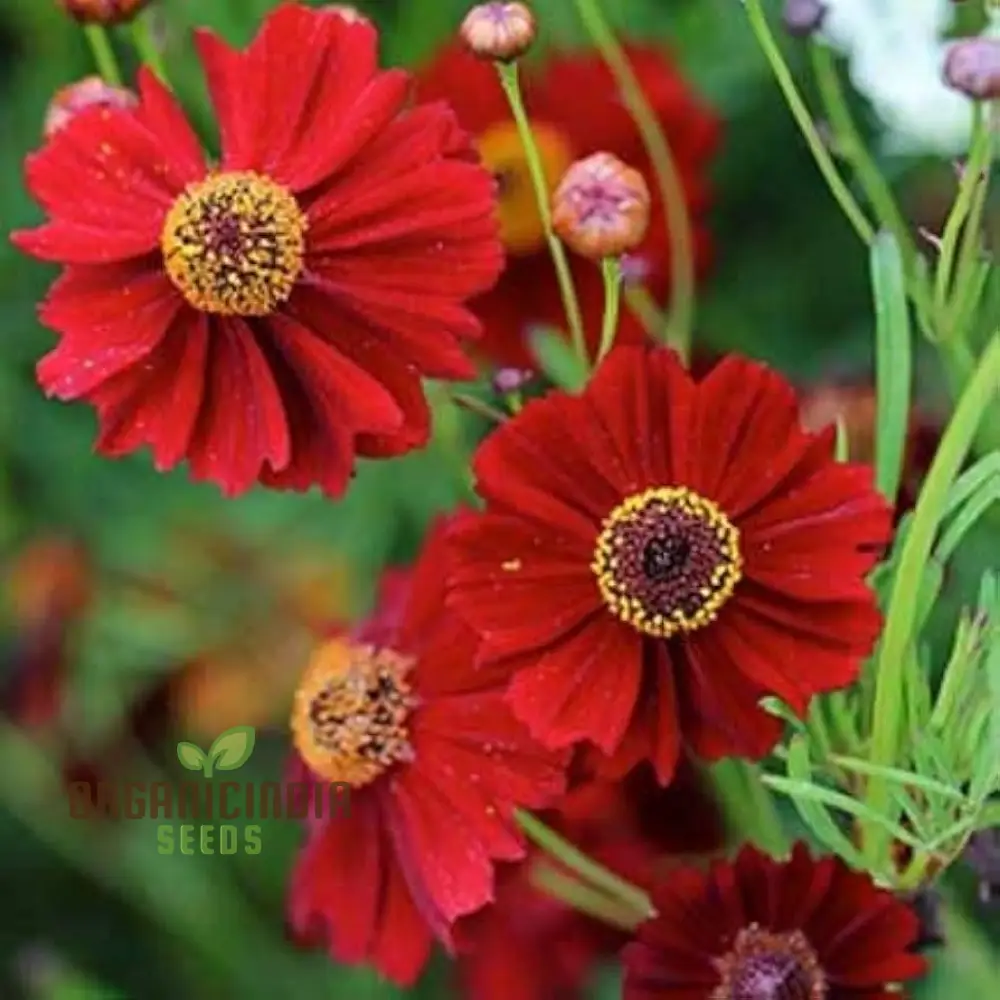 Coreopsis Red Flower Seeds for Planting, A Complete Guide to Growing Vibrant Red Coreopsis Blooms - Image 4