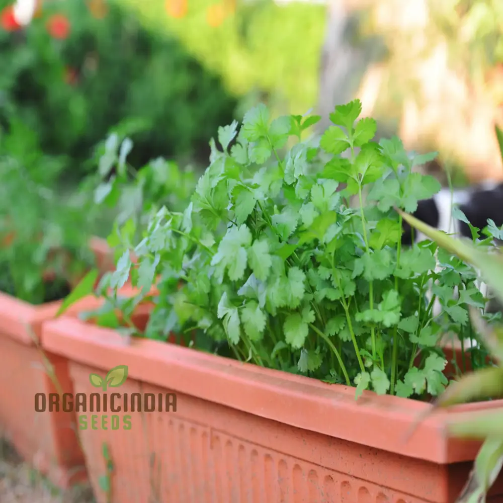 Coriander Herb Seeds – Fresh, Flavorful, and Easy to Grow for Kitchen & Home Gardens - Image 4