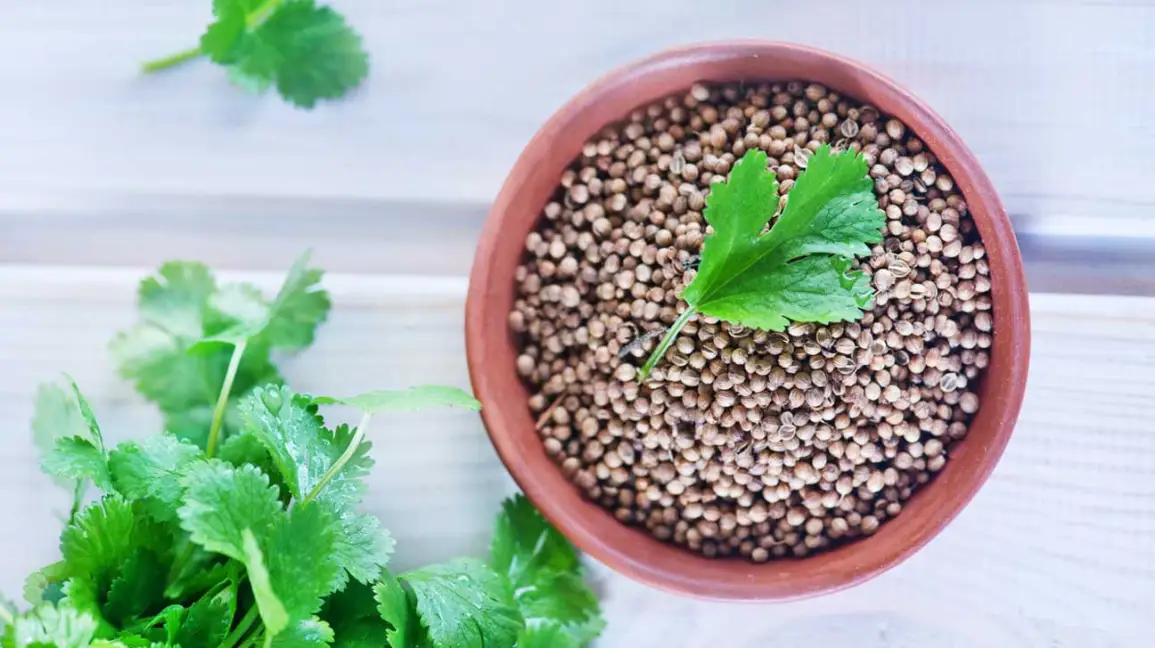 Coriander Herb Seeds – Fresh, Flavorful, and Easy to Grow for Kitchen & Home Gardens - Image 5