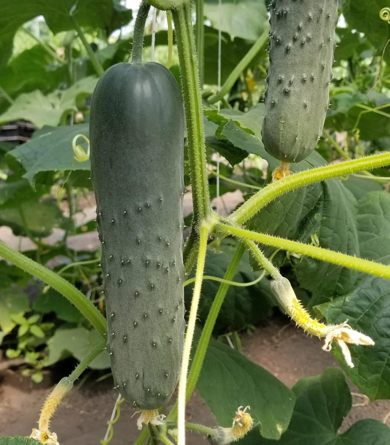 Corinto Cucumber Seeds – High-Yield, Crisp & Sweet Hybrid for Greenhouse & Garden