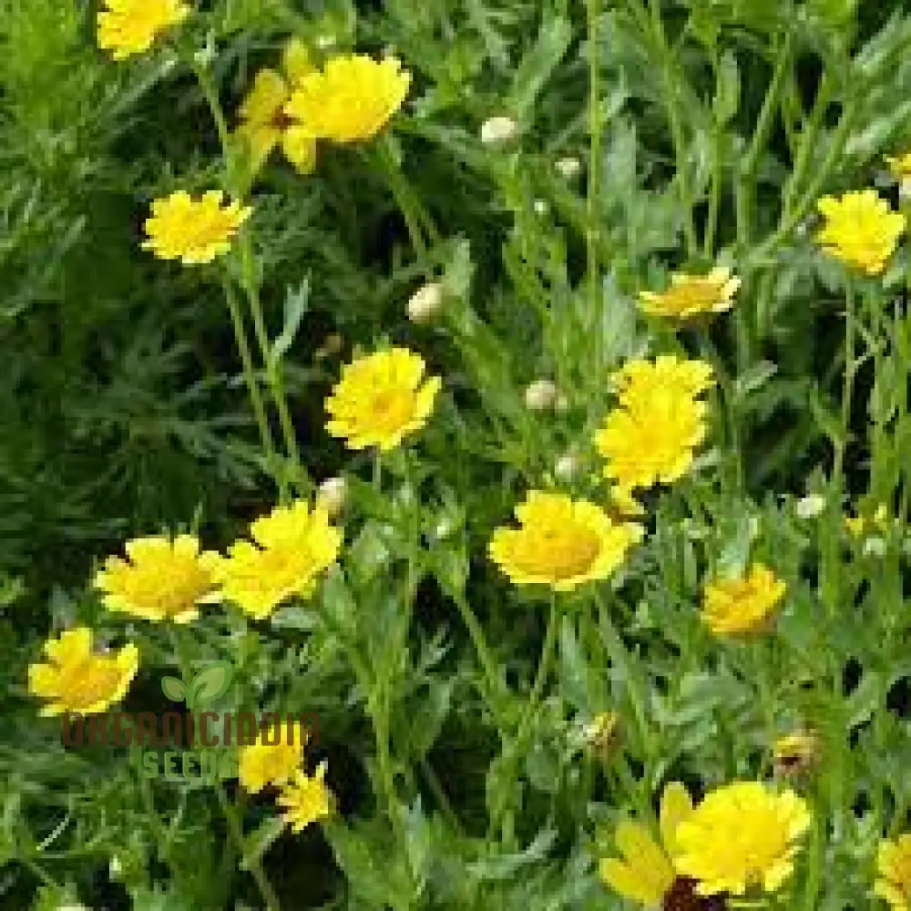 Corn Marigold Flower Seeds For Planting Perfect for Gardening Enthusiasts Long Lasting Blooms for a Stunning Garden Display