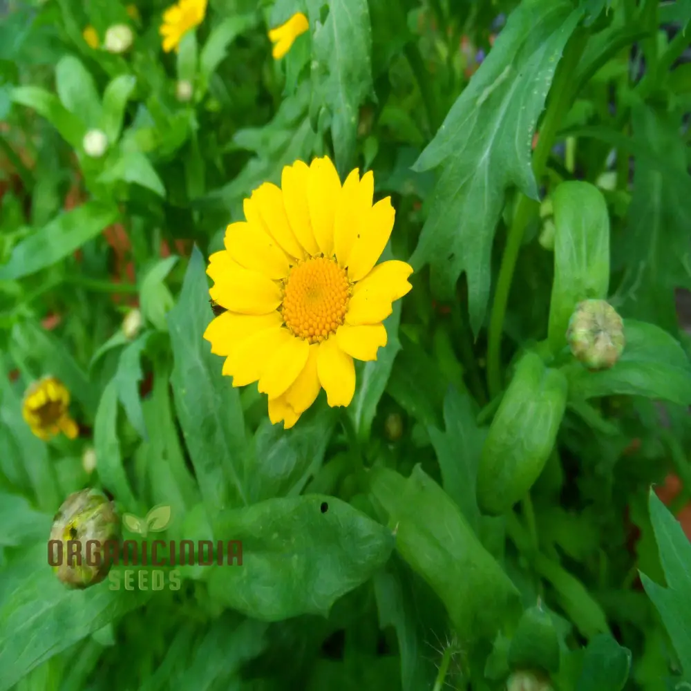 Corn Marigold Flower Seeds For Planting Perfect for Gardening Enthusiasts Long Lasting Blooms for a Stunning Garden Display - Image 2