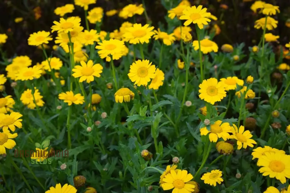 Corn Marigold Flower Seeds For Planting Perfect for Gardening Enthusiasts Long Lasting Blooms for a Stunning Garden Display - Image 3