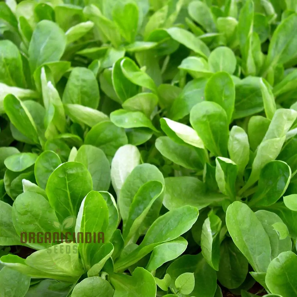 Corn Salad - Large Dutch Seeds for Planting and Gardening | Premium Quality Organic Seeds