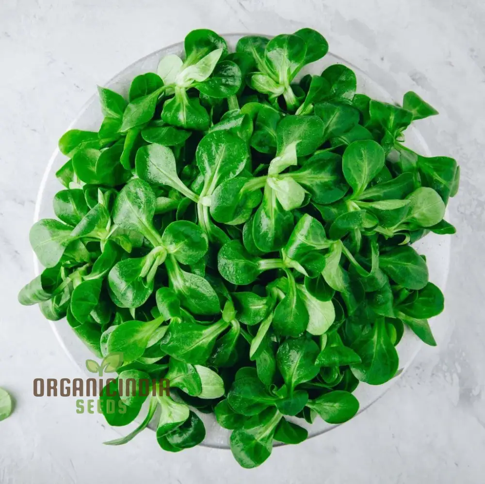 Corn Salad - Large Dutch Seeds for Planting and Gardening | Premium Quality Organic Seeds - Image 3