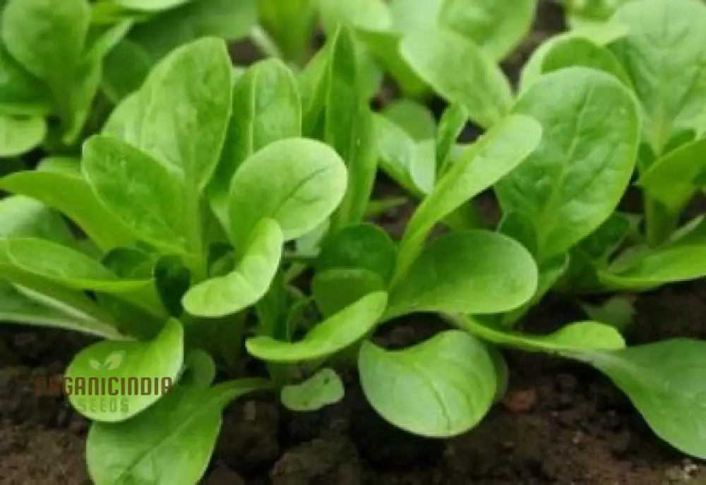 Corn Salad - Large Dutch Seeds for Planting and Gardening | Premium Quality Organic Seeds - Image 4
