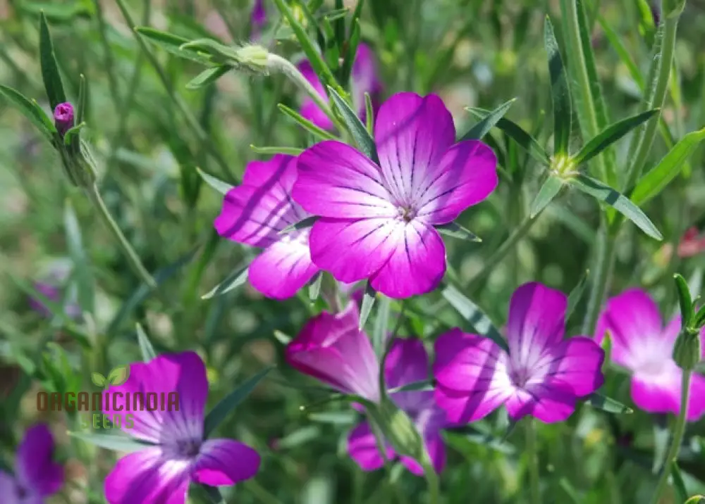 Corncockle Seeds for Planting, Gardening Enthusiasts | Cultivated for Average Conditions - Image 3
