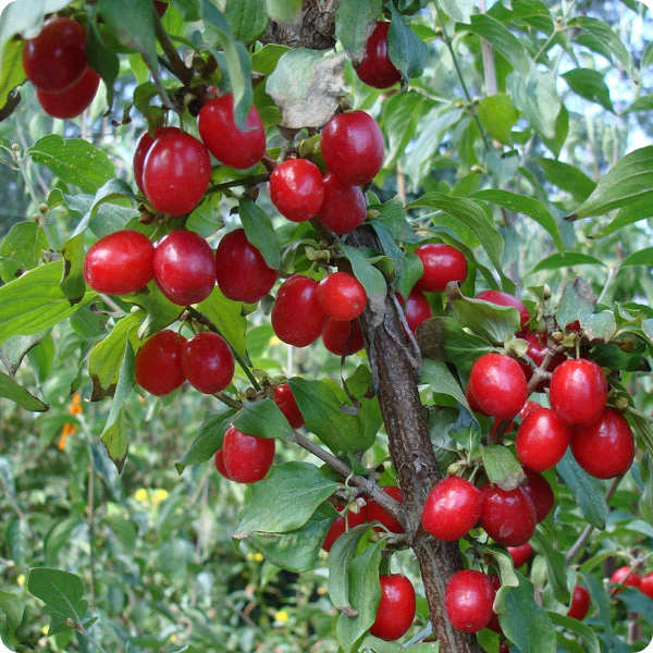 Cornelian Cherry Dogwood (Cornus mas) – Seeds
