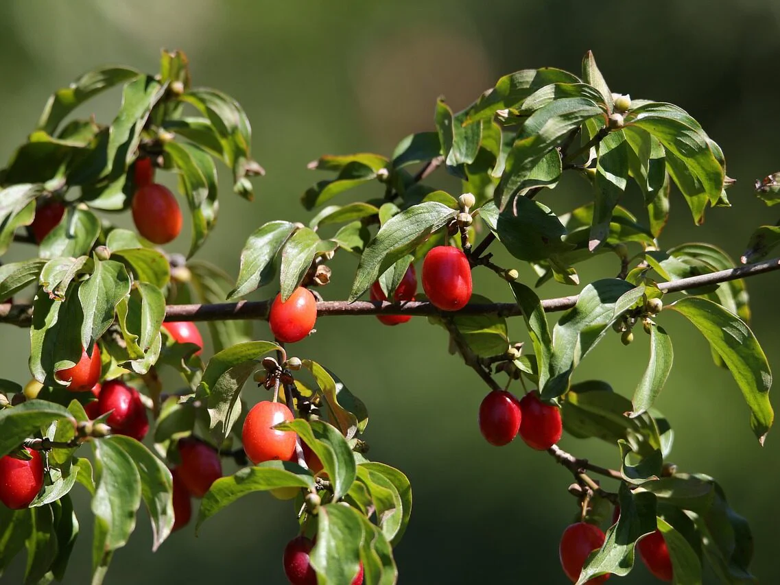 Cornelian Cherry Dogwood (Cornus mas) – Seeds - Image 3