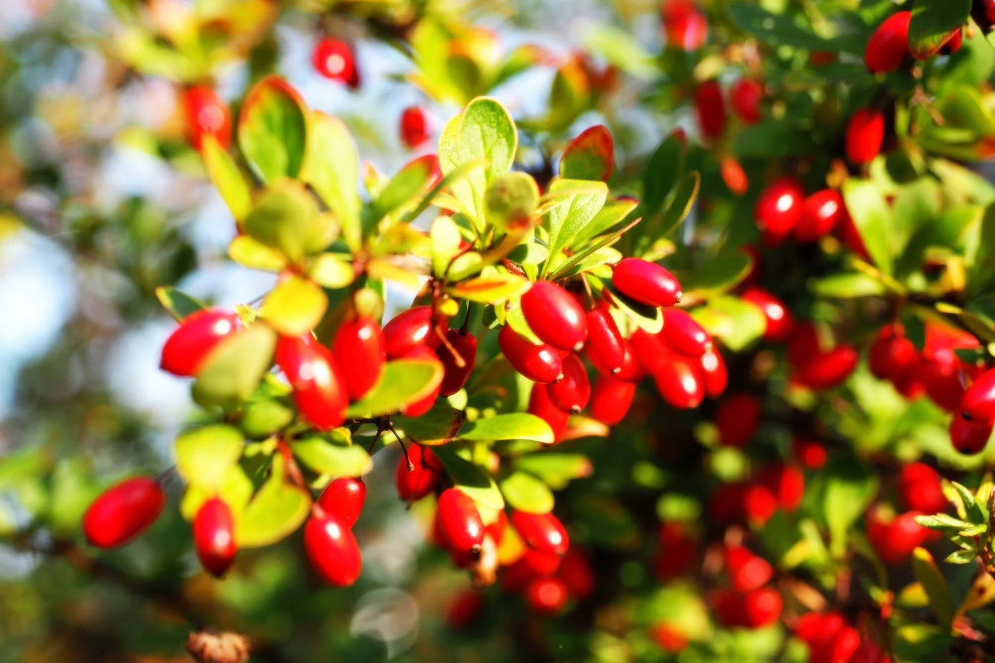 Cornelian Cherry Dogwood (Cornus mas) – Seeds - Image 4