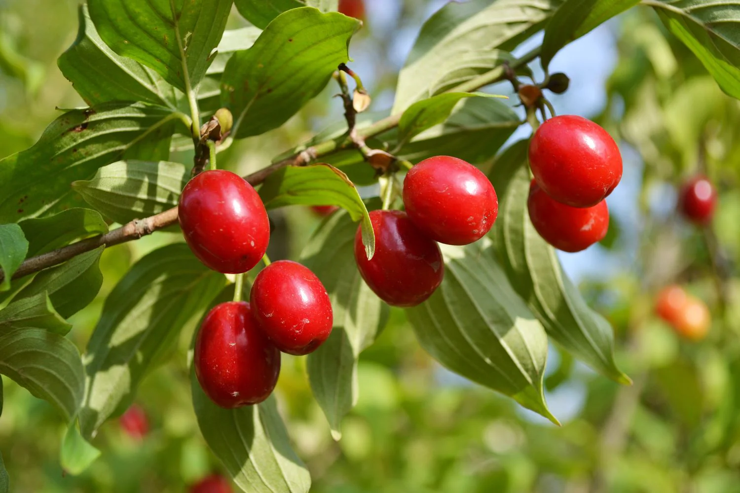 Cornelian Cherry Dogwood (Cornus mas) – Seeds - Image 5