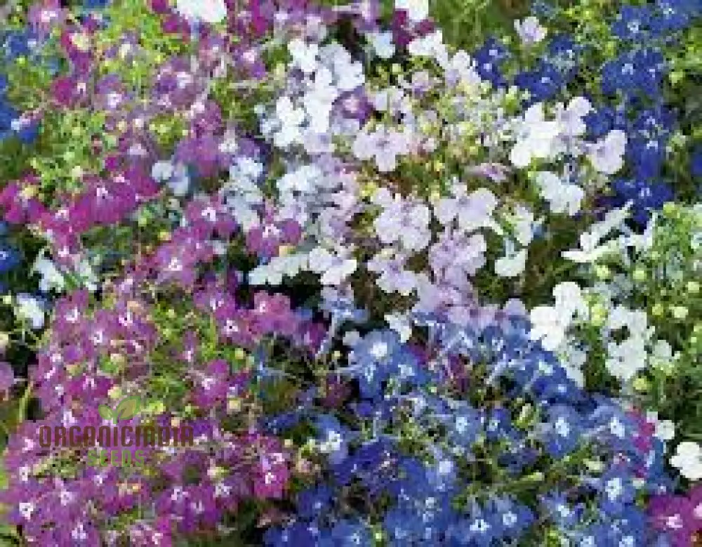 Cornflower and Lobelia String of Pearls Seeds for Gardening Enthusiasts - Cultivated for Stunning Blooms - Image 3