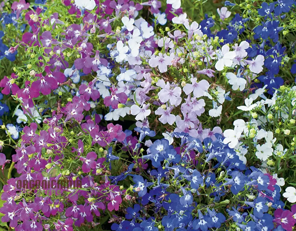 Cornflower and Lobelia String of Pearls Seeds for Gardening Enthusiasts - Cultivated for Stunning Blooms - Image 4
