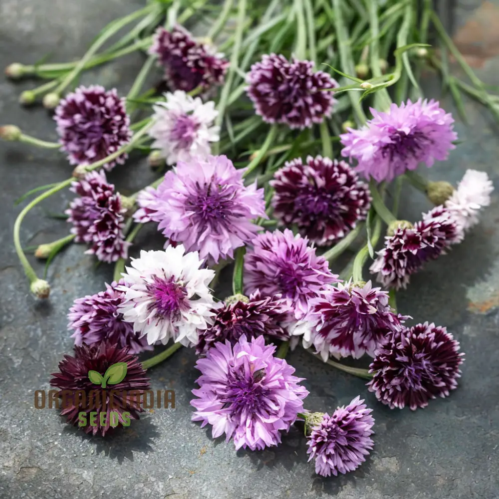 Cornflower Classic Magic Seeds for Planting Elevate Your Gardening Experience with Stunning Blooms and Timeless Beauty - Image 3