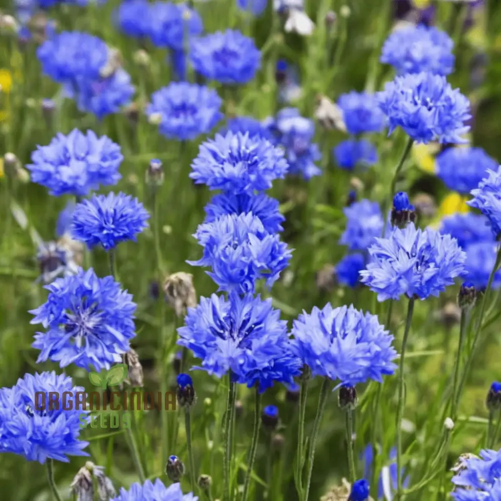 Cornflower Double Blue Flower Seeds, Premium Garden Seeds for Beautiful Blooms, Enhance Your Garden