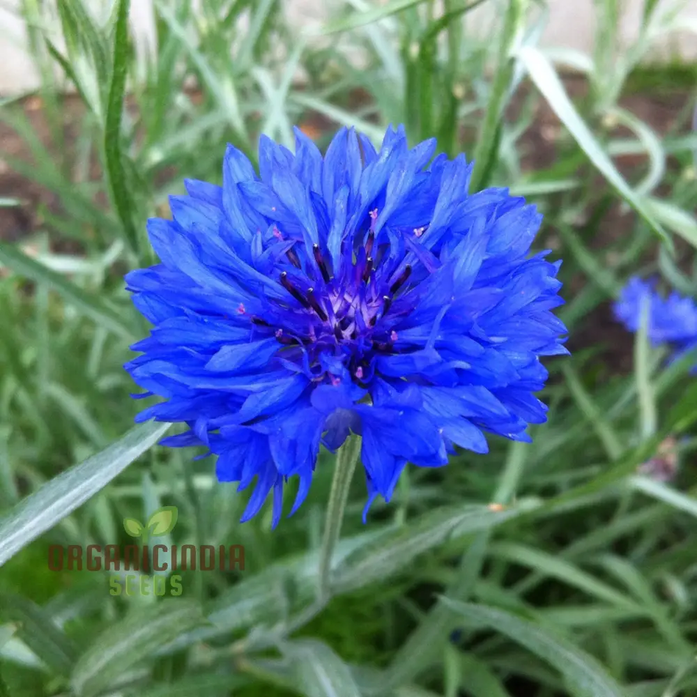 Cornflower Double Blue Flower Seeds, Premium Garden Seeds for Beautiful Blooms, Enhance Your Garden - Image 3