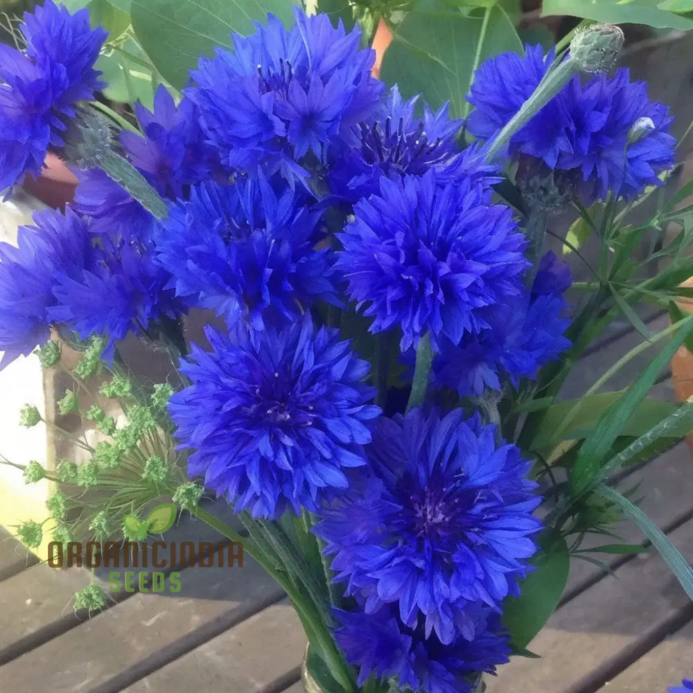 Cornflower Double Blue Flower Seeds, Premium Garden Seeds for Beautiful Blooms, Enhance Your Garden - Image 4