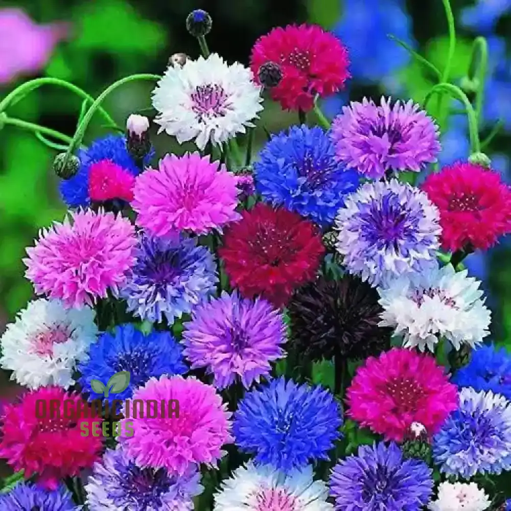 Cornflower Double Mixed Flower Seeds, Enhance Your Garden with Vibrant Blooms Using Expert Planting and Gardening Methods