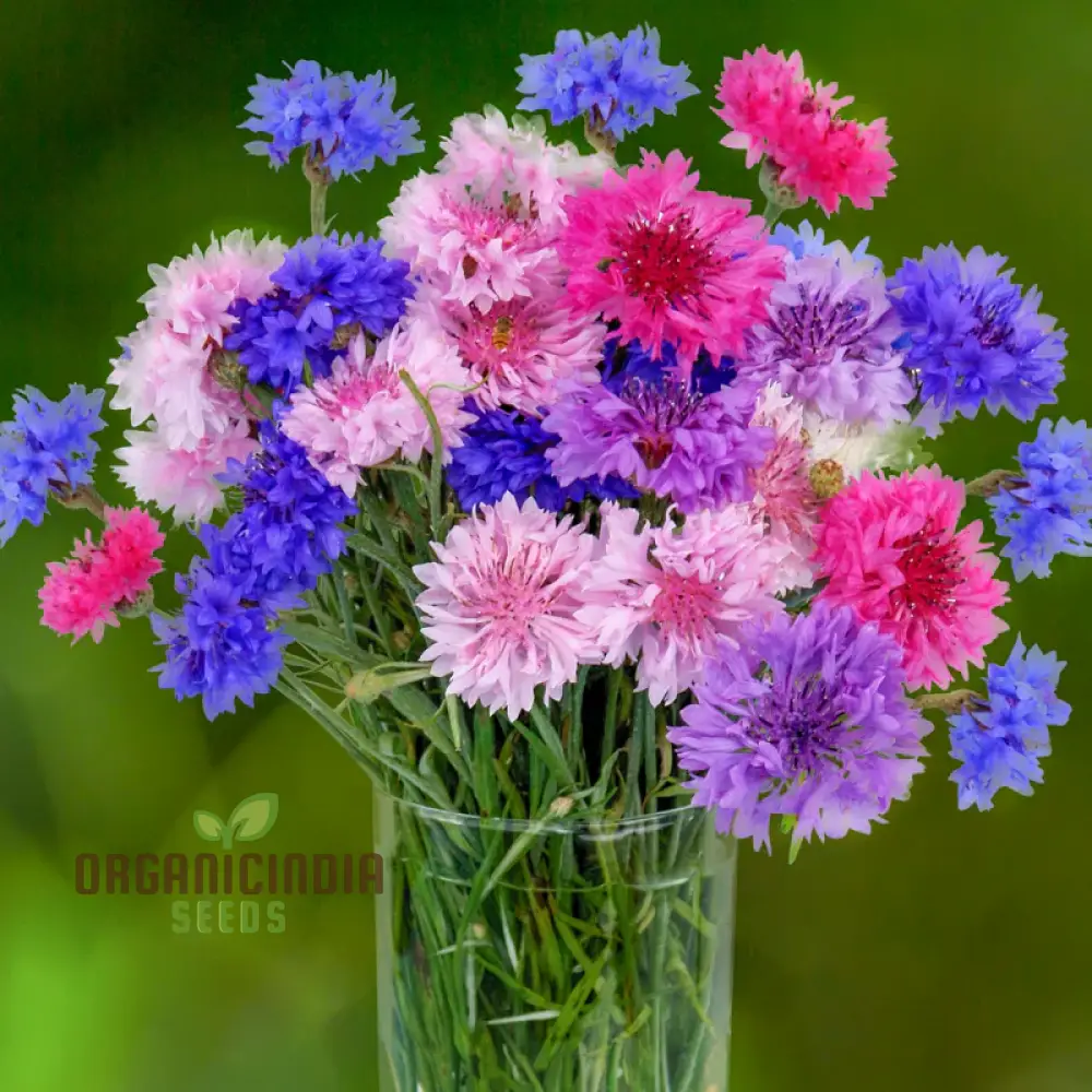 Cornflower Double Mixed Flower Seeds, Enhance Your Garden with Vibrant Blooms Using Expert Planting and Gardening Methods - Image 3