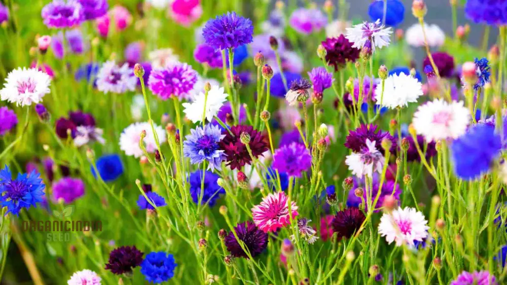 Cornflower Double Mixed Flower Seeds, Enhance Your Garden with Vibrant Blooms Using Expert Planting and Gardening Methods - Image 4