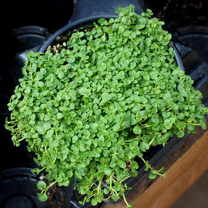 Corsican Mint Seeds Mentha Requienii - Low Growing Perennial Herb, Aromatic Leaves for Culinary Uses, Low Maintenance Borders & Containers - 1000 Seeds - Image 3