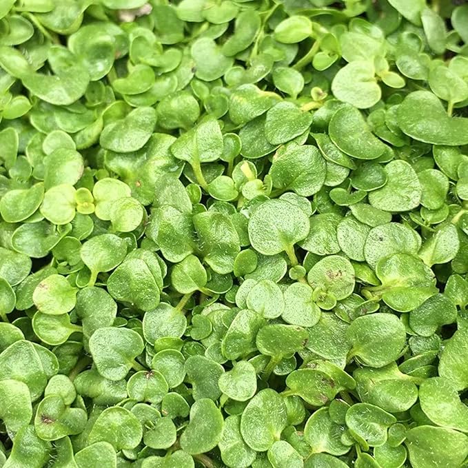 Corsican Mint Seeds Mentha Requienii - Low Growing Perennial Herb, Aromatic Leaves for Culinary Uses, Low Maintenance Borders & Containers - 1000 Seeds - Image 4