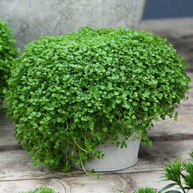 Corsican Mint Seeds Mentha Requienii - Low Growing Perennial Herb, Aromatic Leaves for Culinary Uses, Low Maintenance Borders & Containers - 1000 Seeds - Image 5