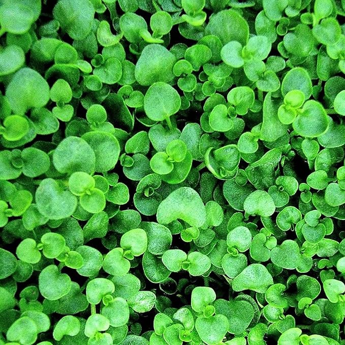 Corsican Mint Seeds Mentha Requienii - Low Growing Perennial Herb, Aromatic Leaves for Culinary Uses, Low Maintenance Borders & Containers - 1000 Seeds - Image 6
