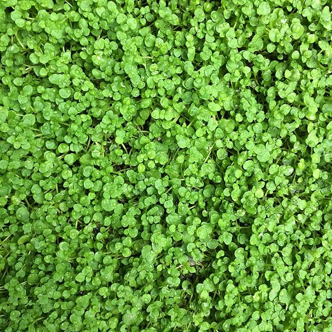 Corsican Mint Seeds Mentha Requienii - Low Growing Perennial Herb, Aromatic Leaves for Culinary Uses, Low Maintenance Borders & Containers - 1000 Seeds - Image 7