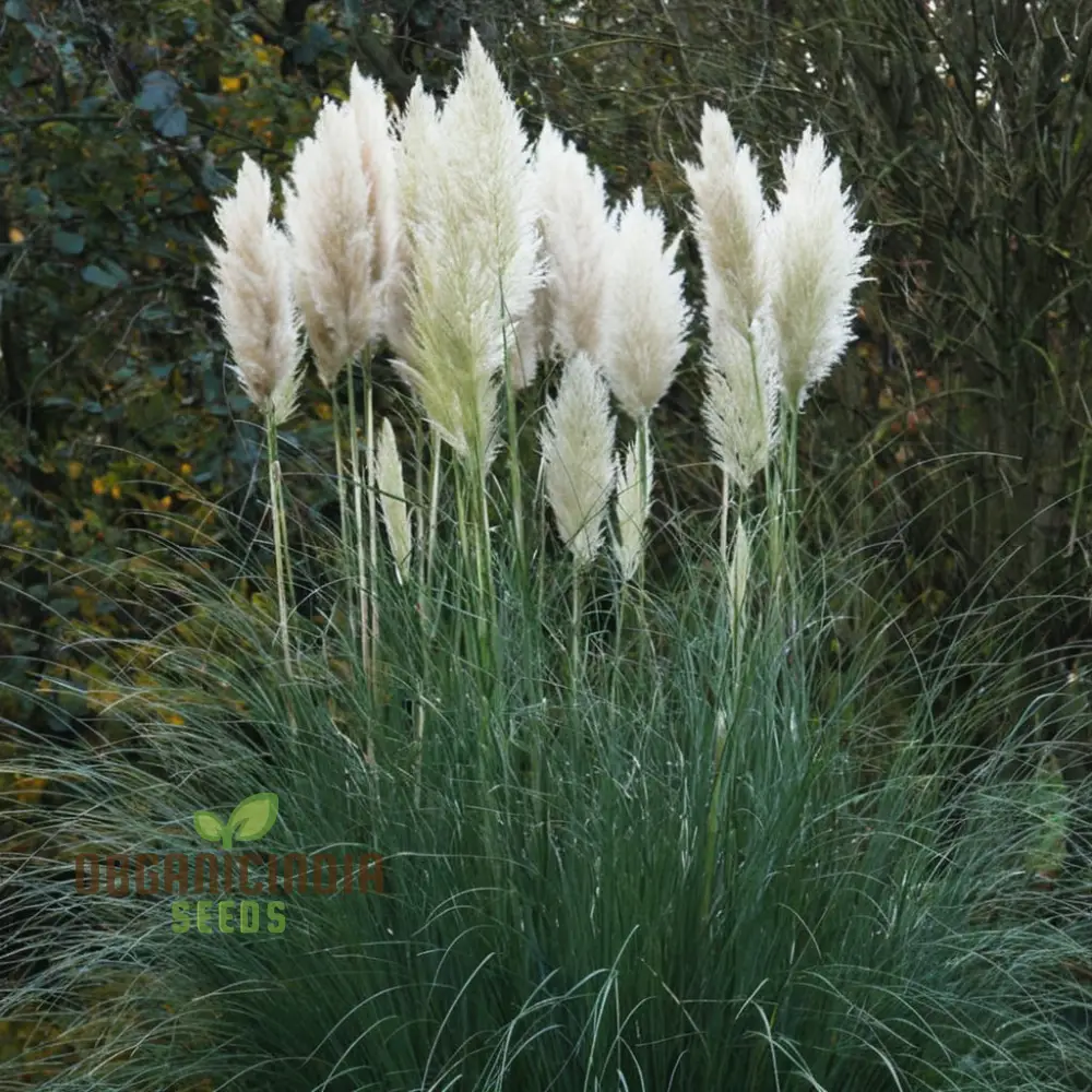 Cortaderia (Pampas Grass) flower Seeds - Majestic Plumes for Stunning Landscape Accents