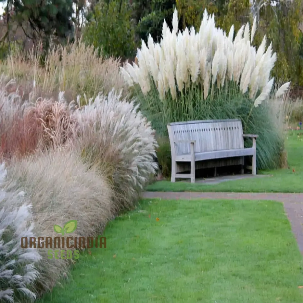 Cortaderia (Pampas Grass) flower Seeds - Majestic Plumes for Stunning Landscape Accents - Image 3