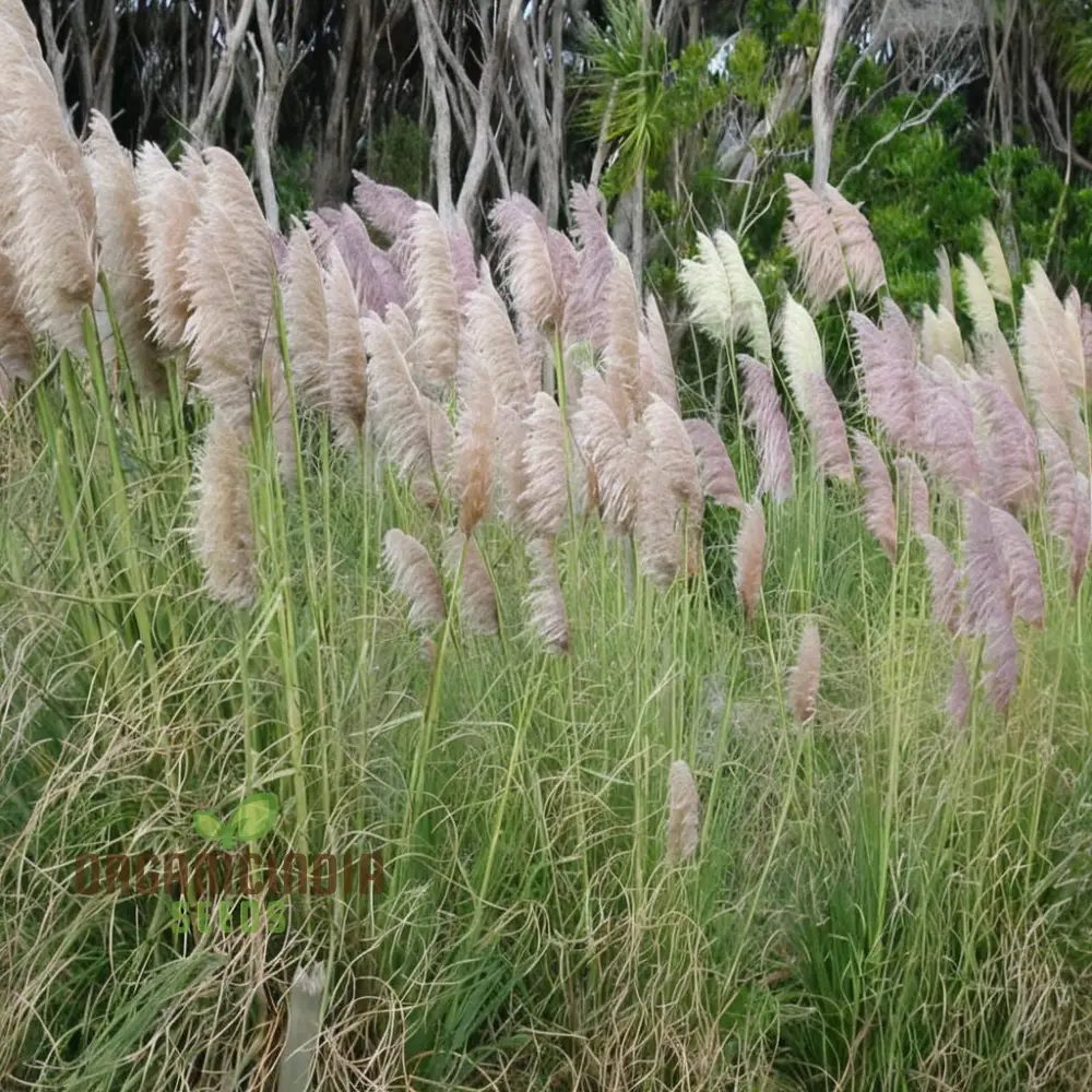 Cortaderia (Pampas Grass) flower Seeds - Majestic Plumes for Stunning Landscape Accents - Image 4