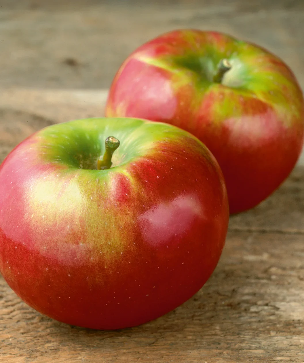 Cortland Apple Seeds for Planting – Sweet & Juicy Crisp Apple Trees - Image 3