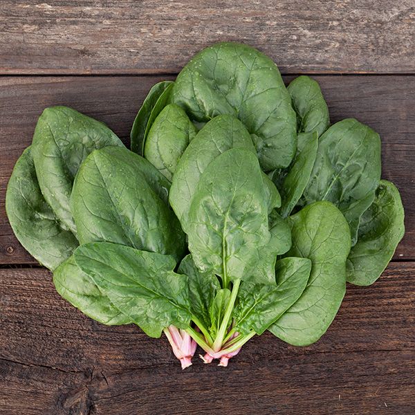 Corvair Spinach Seeds – High-Yield, Nutritious, and Fast-Growing Variety for Your Garden - Image 3