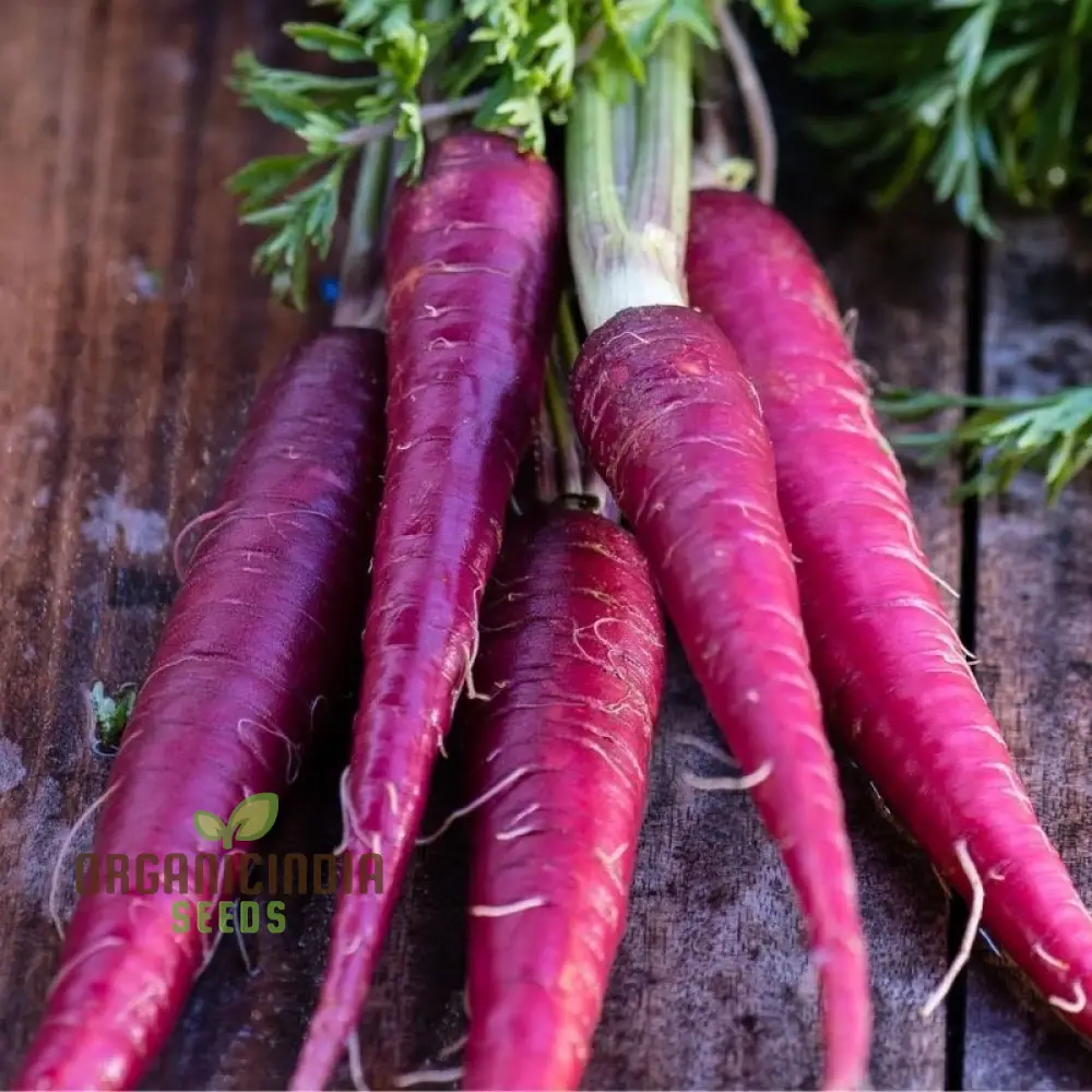 Cosmic Purple Carrot Seeds For Planting : Unveiling Celestial Gardening Delights with Rare Heirloom Seeds