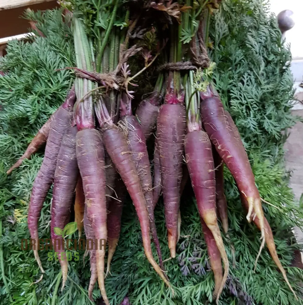 Cosmic Purple Carrot Seeds For Planting : Unveiling Celestial Gardening Delights with Rare Heirloom Seeds - Image 3
