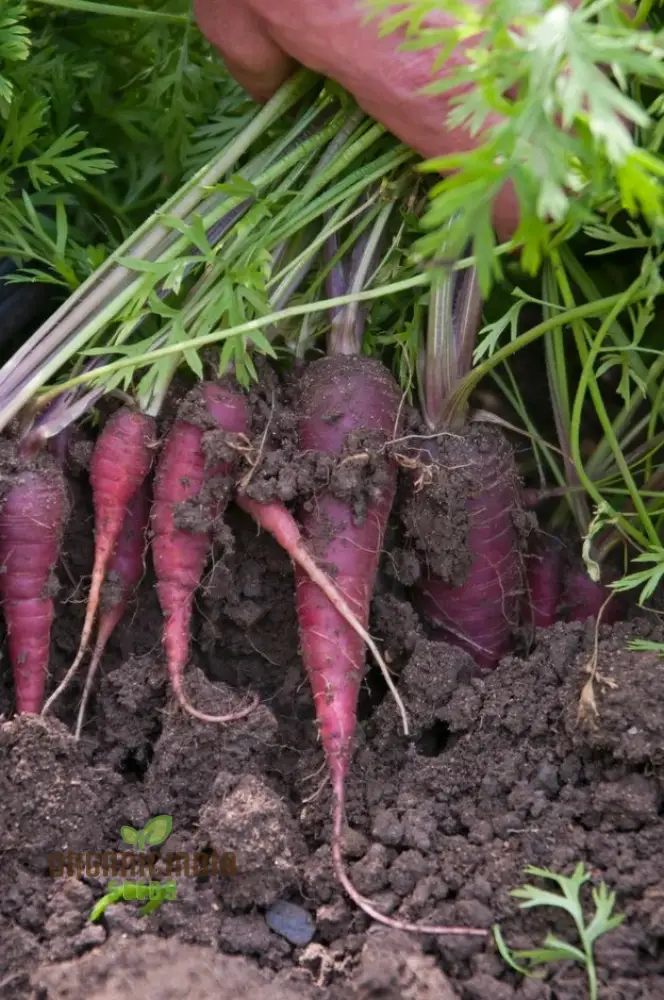 Cosmic Purple Carrot Seeds For Planting : Unveiling Celestial Gardening Delights with Rare Heirloom Seeds - Image 4