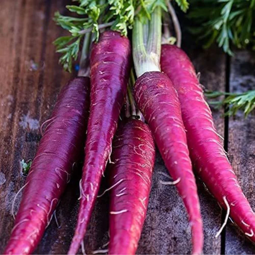 Cosmic Purple Carrot Seeds – Heirloom, Vibrant & Sweet