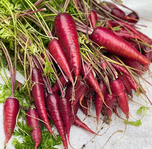 Cosmic Purple Carrot Seeds – Heirloom, Vibrant & Sweet - Image 3