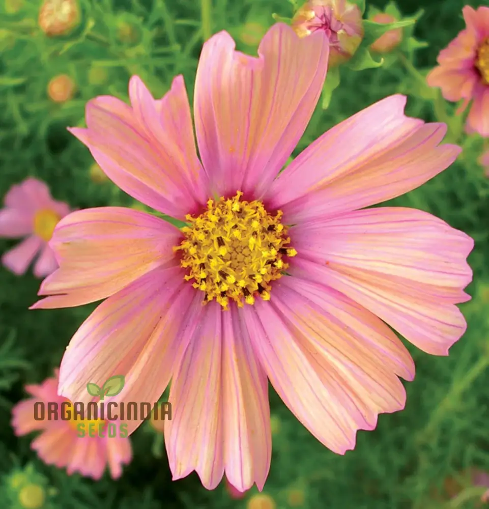 COSMOS APRICOTTA Flower Seeds For Planting| Long-Lasting Blooms, Easy Care, and Captivating Beauty