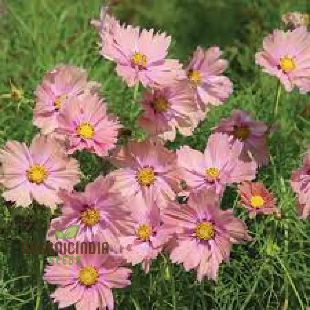 COSMOS APRICOTTA Flower Seeds For Planting| Long-Lasting Blooms, Easy Care, and Captivating Beauty - Image 3