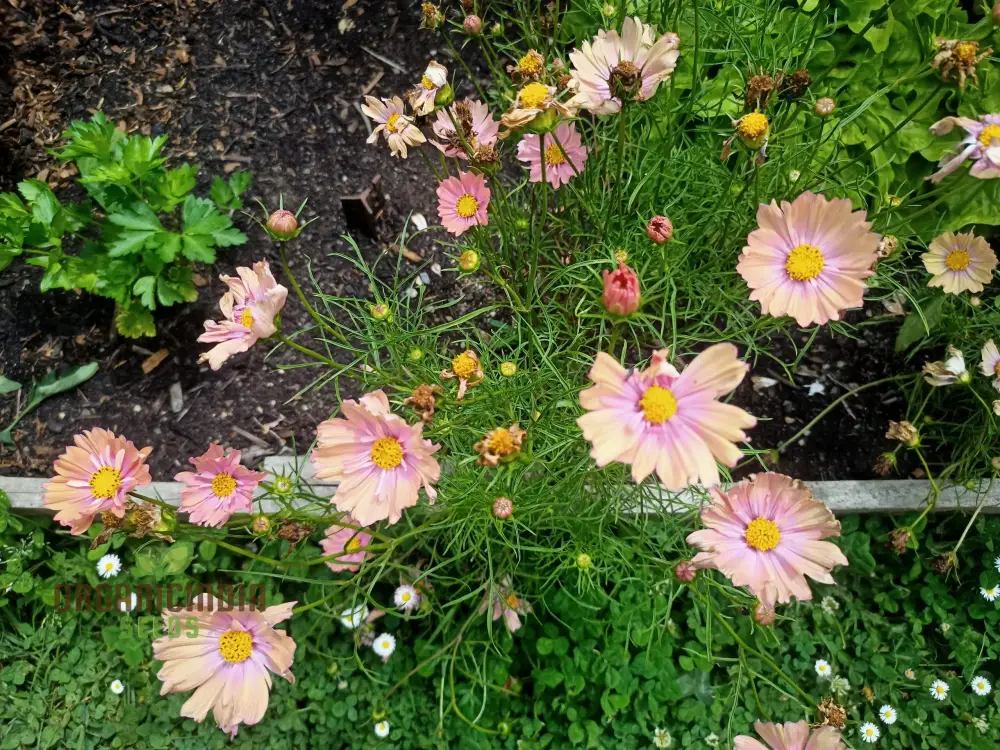 COSMOS APRICOTTA Flower Seeds For Planting| Long-Lasting Blooms, Easy Care, and Captivating Beauty - Image 4