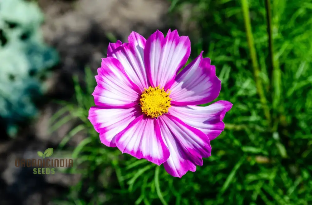 Cosmos Bipinnatus Dwarf Purple Picotee Flower Seeds For Planting: The Perfect Addition to Your Garden for Vibrant, Easy-to-Grow Blooms All Season Long
